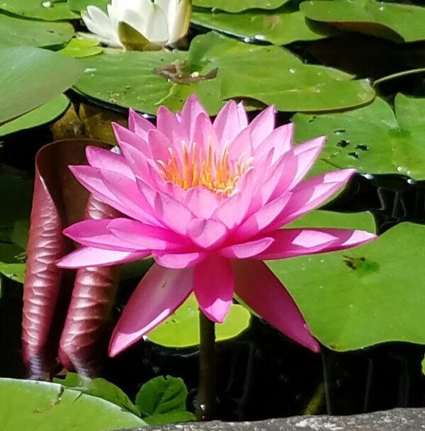 Womb Space Healing and Clearing MP3 by Glenda Emory